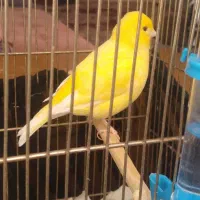 سلام یک قناری مست مست نژاد فایت فنسی