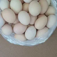 تخم مرغ تازه وطبیعی درگرمی قیمت 6500هزارتومان
