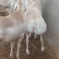 گوشت قرمز