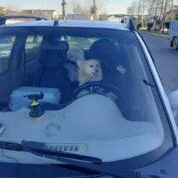 سگ پامر روباهی