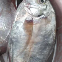 ماهی|ماهی|برازجان, |دیوار