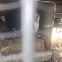 چند جفت پلنگ فروشی