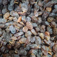 کشمش افتابی درجه یک