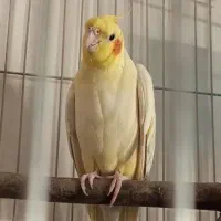 عروس هلندی نر  بالغ