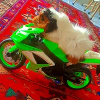 خوکچه هلندی