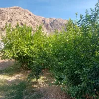 اجاره خانه باغ کوتاه مدت|اجارهٔ کوتاه‌مدت ویلا و باغ|ایذه, |دیوار