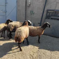گوسفند زنده جهت قربانی|حیوانات مزرعه|کرج, دهقان ویلا|دیوار