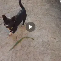 پاکوتاه گوش تیز