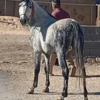 اسب نریان فروشی