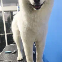 گرومینگ (اصلاح و آرایش) سگ و گربه در منزل شما