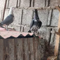 کبوتر پلاکی