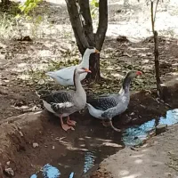 قوغاز