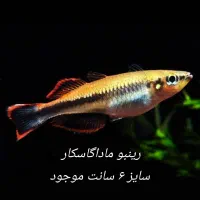 ماهی رینبو. رمبو