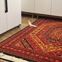 عروس هلندی لوتینو ماده|پرنده|شیراز, شهرک پرواز|دیوار