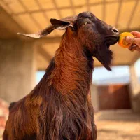 بزغاله آلپاین برای نسل کِشی