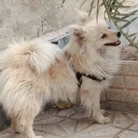 واگزاری سگ|سگ|قم, چهل اختران|دیوار