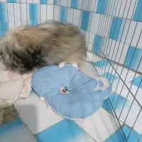 جهت معاوضه با پرنده یا فروش