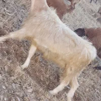 بز و ساورین|حیوانات مزرعه|زمکان, |دیوار