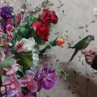 طوطی گرینچیک یلوساید نر دو و نیم ساله کامل دستی|پرنده|یزد, |دیوار