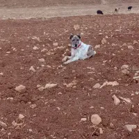 به فروش میرسد