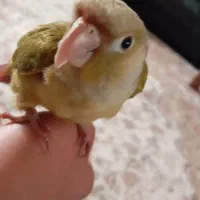 گرینچیک اناناسی