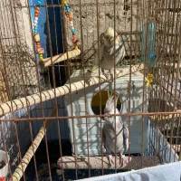 سه جفت عروس هلندی کارداده  سه تا رام|پرنده|بوکان, |دیوار