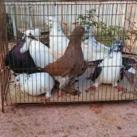 فروش تعدادی کبوتر خوشگل پرشی سالم|پرنده|تولم شهر, |دیوار