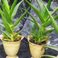 گل آلوئه کاکتوس دانه ای ۳۰تومن