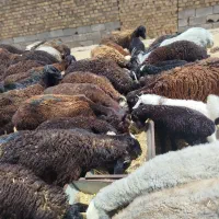 بره نرو ماده