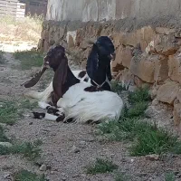 بز در شادگان