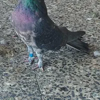 نر سرور قیمت یک میلیون تخفیف پای معامله