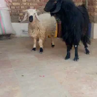 بره و کهره نر