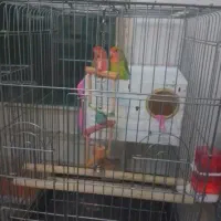 طوطی برزیلی