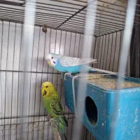 ۳ عدد مرغ عشق یدونش انگلیسی با یه قفس|پرنده|اندیشه, اندیشه فاز ۱|دیوار