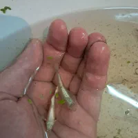 گوپی خاص کلکسیونی|ماهی|کرمان, |دیوار