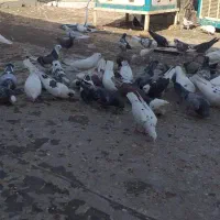 کبوتر|پرنده|ازنا, |دیوار