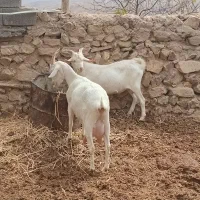 بزسانن درجه یک