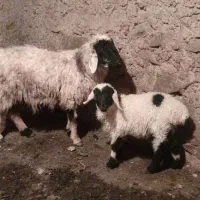 میش ولایتی درجه ۱