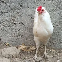 مرغ و خروس محلی ریشی چهل تاج