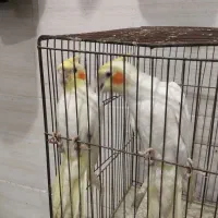 عروس هلندی|پرنده|برازجان, |دیوار