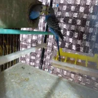 انواع پرنده مولد با تخم و جوجه