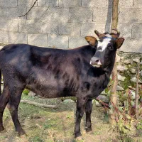 گاو لیشه ۷ ماه شکم تضمینی|حیوانات مزرعه|رشت, استادسرا|دیوار