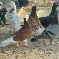 کفتر پلاکی دسته اولی روبوم|پرنده|سروستان, |دیوار