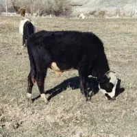 گوساله نر((دامازلیخ)) یک ساله|حیوانات مزرعه|اهر, |دیوار