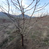 خدمات مهندسی باغبانی و فضای سبز