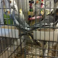 10عدد عروس هلندی رنگهای مختلف منیریه|پرنده|تهران, امیریه|دیوار