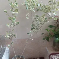 گل آپارتمانی فیکوس دلتا ابلغ