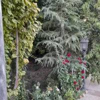 ۵۰۰متر باغ ویلای خوش قیمت در قلعه سفید