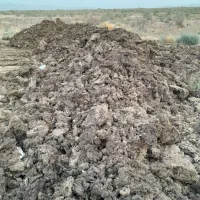 کود گاوی