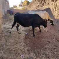 دو عدد گاو آبستان سنگین|حیوانات مزرعه|هشترود, |دیوار